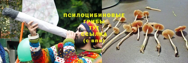 прущие грибы Аркадак
